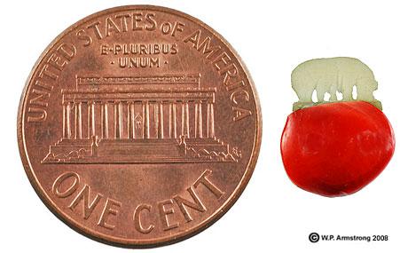 IV 12 - Micro Zoo - 12 Animal inside Bean Box