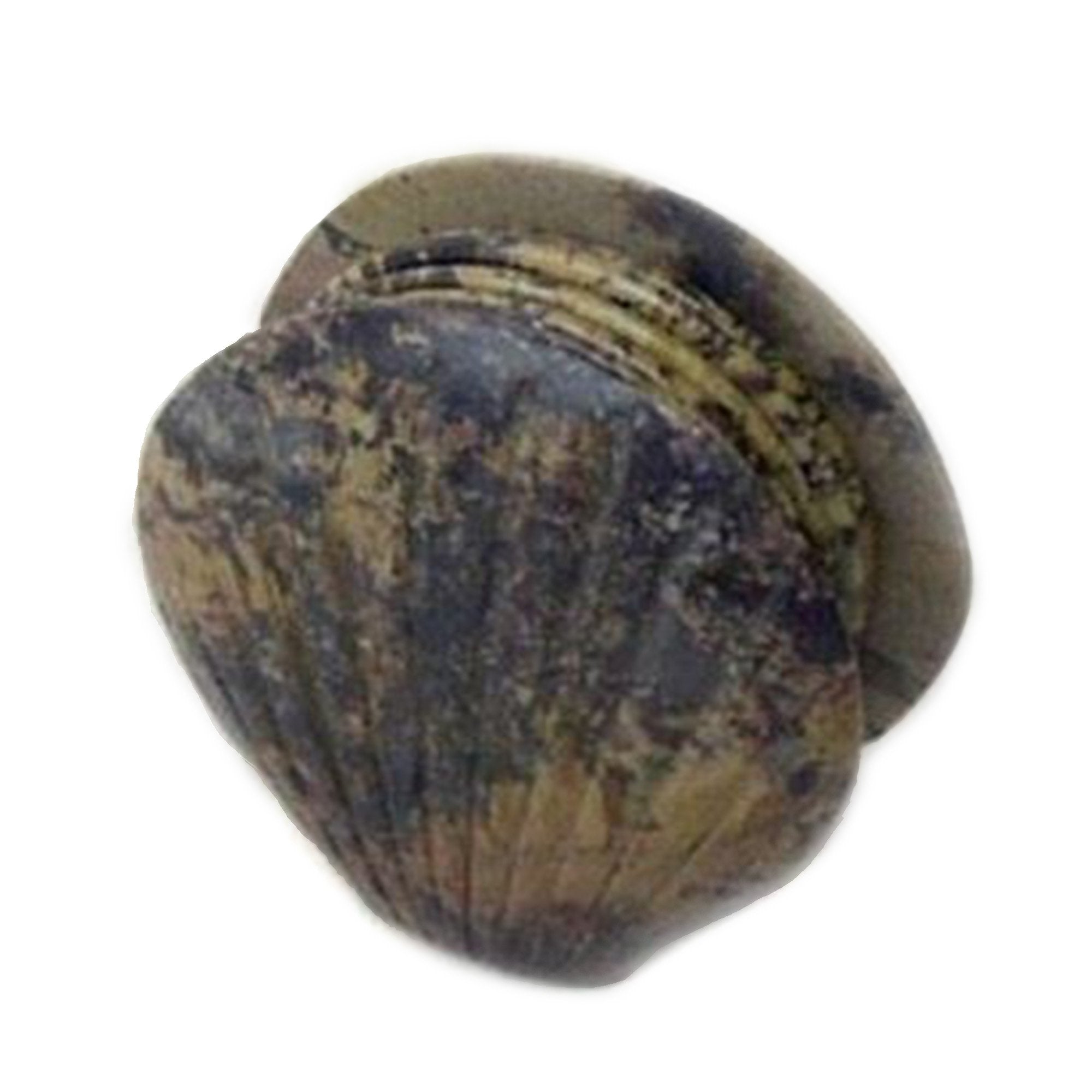 SS 1731 - Shell Coaster Set of 7