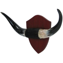 HN 105 - Buffalo Horns, Mounted Wall Plaque