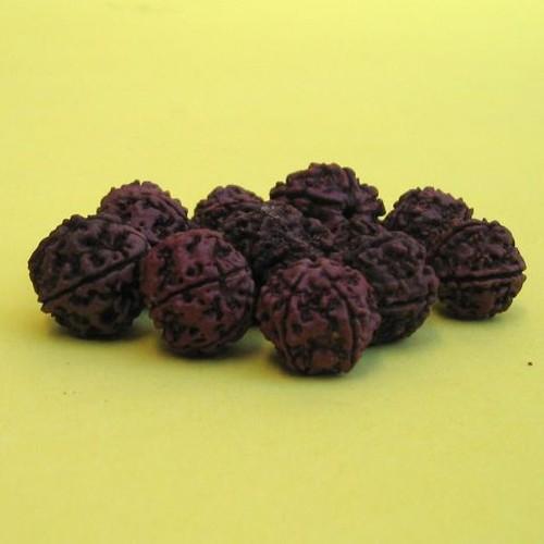 WW 120 - Rudraksha Beads - 5 Mukhi